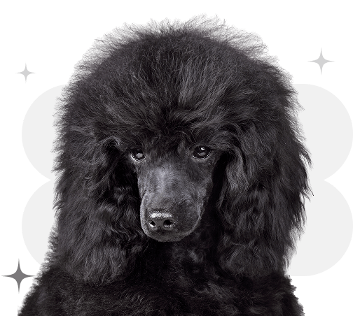 Cuddles Tell us about yourself and how you can  contribute to moving our mission forward.