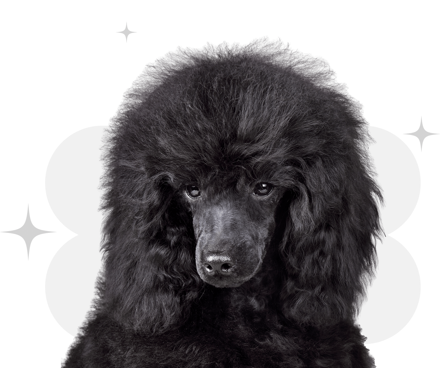 Cuddles Tell us about yourself and how you can  contribute to moving our mission forward.
