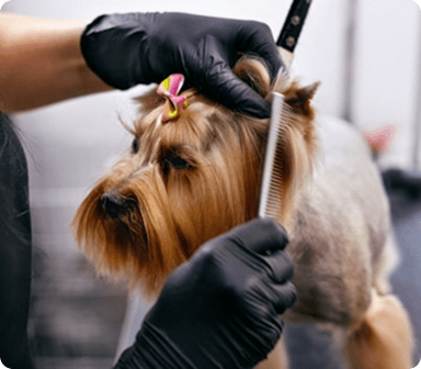 Grooming trends