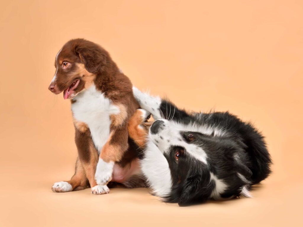 Pet Grooming Allergy Agreement