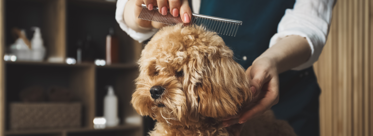 Dog being gently dried by the same pet groomer during a calm pet grooming appointment.