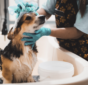Professional dog groomer washing a wet Corgi with soap bubbles on its head at a pet grooming salon.