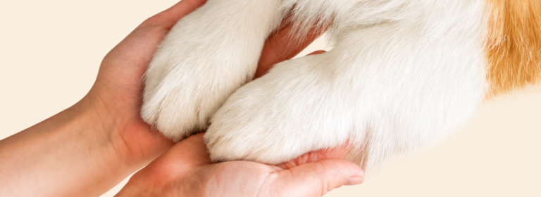 Dog paws in a person’s hands representing trust between pet parents and pet care businesses.