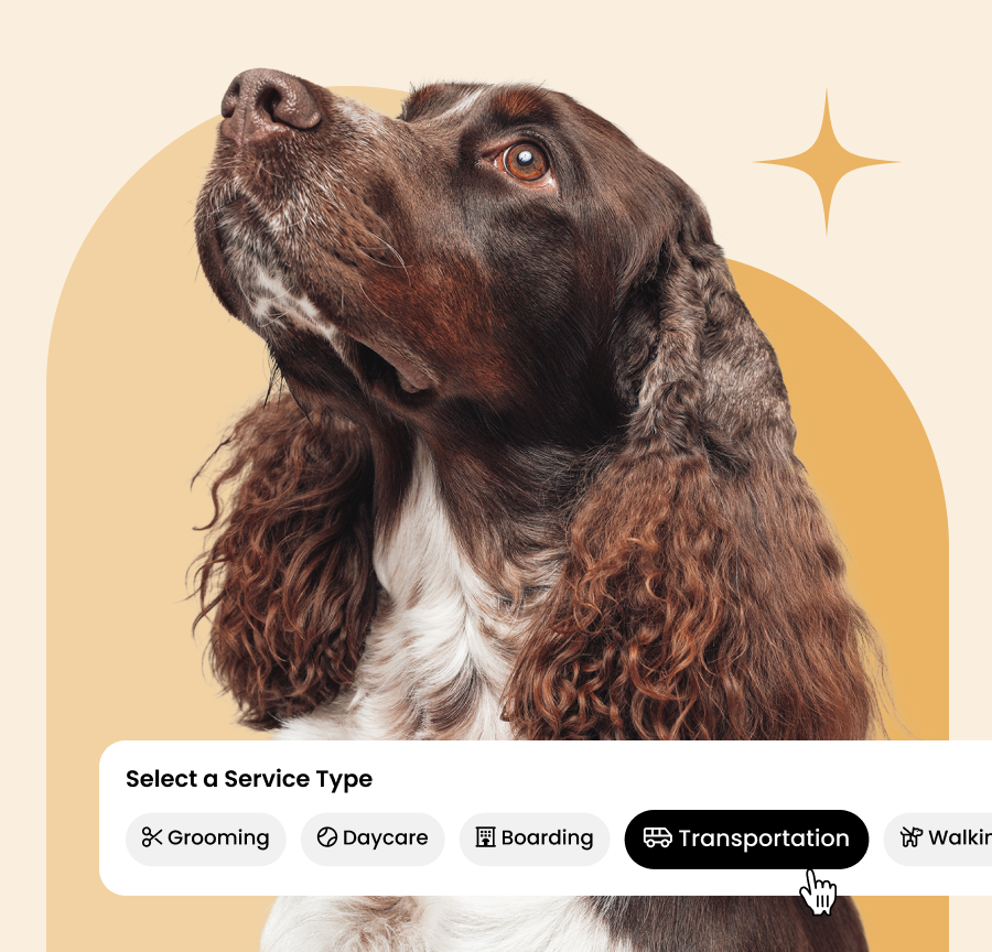 Dog looking up beside a pet care service selector with grooming, daycare, boarding, and transportation options.