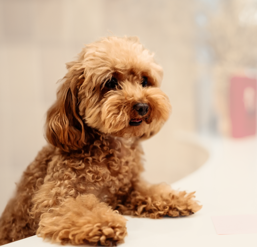 Small curly-haired brown dog sitting calmly inside a bright pet grooming salon.